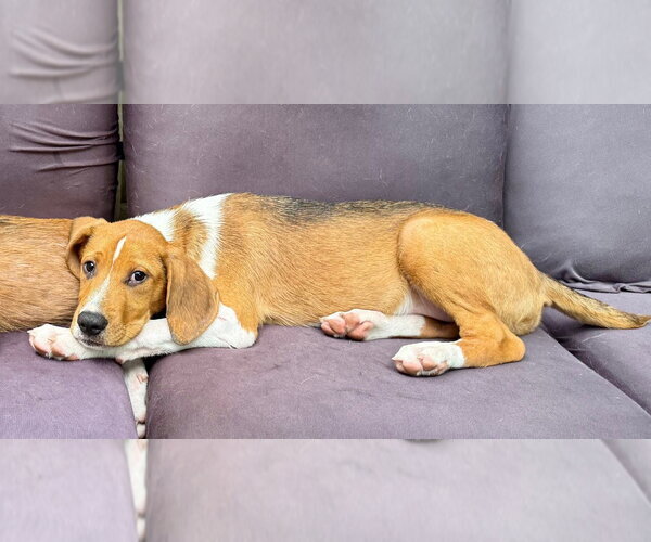 Medium Photo #1 Golden Labrador Puppy For Sale in Lawrenceville, NJ, USA