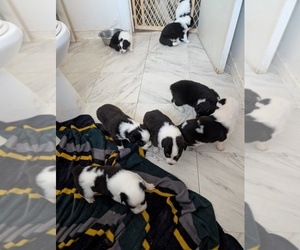 Australian Shepherd Puppy for sale in JOSHUA TREE, CA, USA