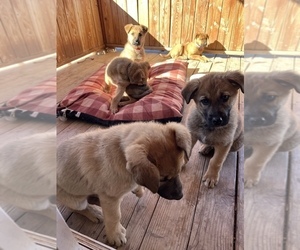 German Shepherd Dog-Golden Shepherd Mix Puppy for sale in PAULDEN, AZ, USA