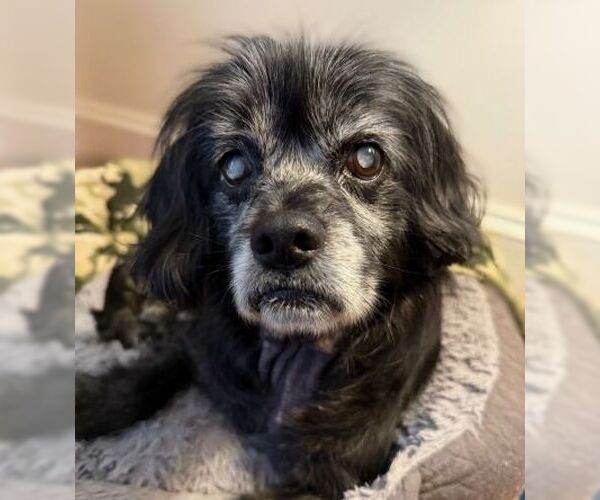 Medium Photo #4 Cocker Spaniel-Unknown Mix Puppy For Sale in Arlington, VA, USA