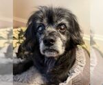 Small #3 Cocker Spaniel Mix