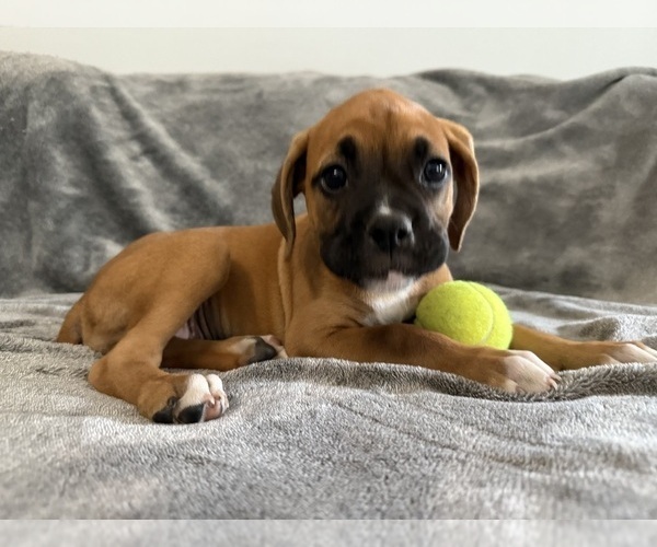 Medium Photo #30 Boxer Puppy For Sale in WEST COLUMBIA, SC, USA