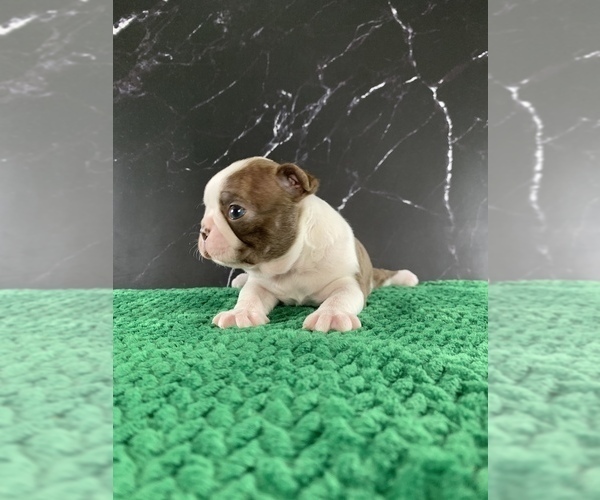 Medium Photo #13 Boston Terrier Puppy For Sale in TULARE, CA, USA