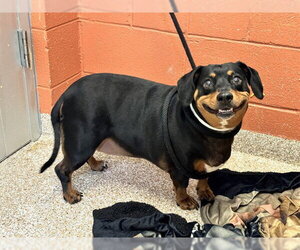 Dachshund-Unknown Mix Dogs for adoption in Pueblo, CO, USA
