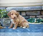 Small Photo #10 Poovanese Puppy For Sale in SUGARCREEK, OH, USA