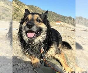 Corgi German Shepherd Dogs for adoption in Camarillo, CA, USA