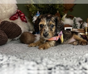 Dachshund Puppy for sale in DUBLIN, GA, USA
