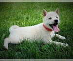 Small Photo #2 Shiba Inu Puppy For Sale in LUBLIN, WI, USA