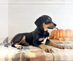 Small #3 Doberman Pinscher