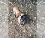 Small #2 Mutt