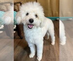 Small Maltipoo (Miniature)