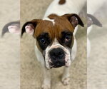 Small #3 Boxer