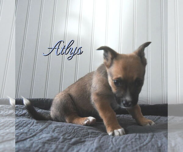 Medium Photo #1 Mutt Puppy For Sale in Sandy, UT, USA