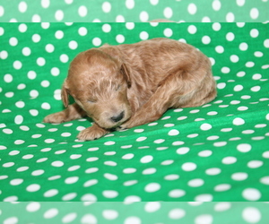 Goldendoodle (Miniature) Puppy for sale in BLMGTN, IN, USA