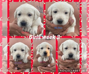 Labrador Retriever Puppy for sale in GERBER, CA, USA