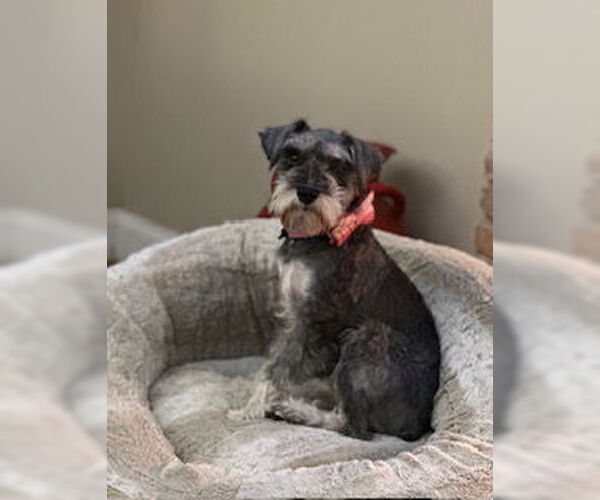 Medium Photo #2 Mutt Puppy For Sale in Brooklyn Center, MN, USA