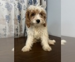 Small #39 Cavapoo-Poodle (Miniature) Mix