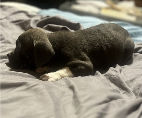 Medium Photo #6 American Bully Puppy For Sale in BUFFALO, NY, USA