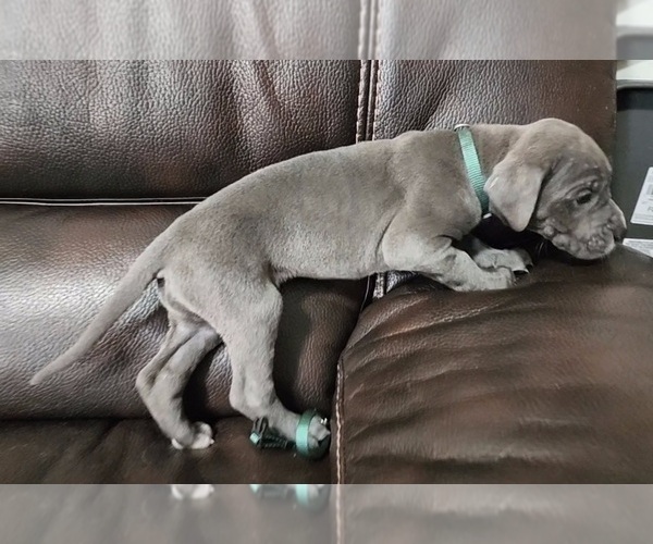 Medium Photo #19 Great Dane Puppy For Sale in OGDEN, UT, USA