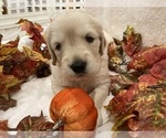 Small Photo #12 Golden Retriever Puppy For Sale in RICHMOND, TX, USA
