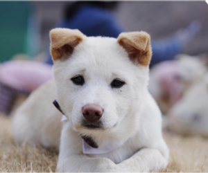 Mutt Dogs for adoption in San Ramon, CA, USA
