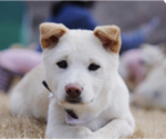 Small Mutt