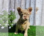 Small #1 French Bulldog