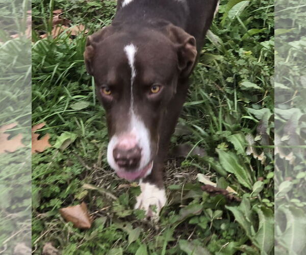 Medium Photo #5 Mutt Puppy For Sale in Jackson, MS, USA