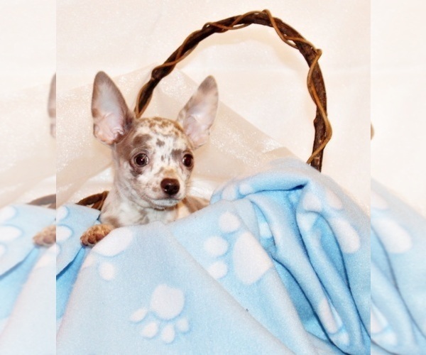Medium Photo #86 Chihuahua Puppy For Sale in CHARLESTON, AR, USA