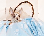 Small #1 Chihuahua