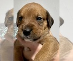 Small Photo #3 Boxweiler Puppy For Sale in CULLMAN, AL, USA