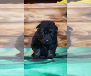 German Shepherd Dog Puppy for sale in FORT PLAIN, NY, USA