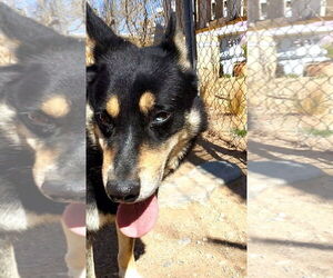 Hunter - Male Australian Kelpie Dog for Adoption - Photo #24