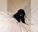 Small Photo #76 Miniature Bernedoodle Puppy For Sale in AUBURNDALE, FL, USA