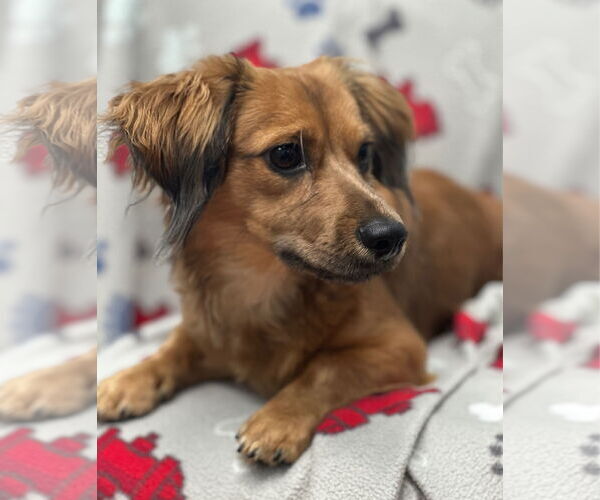 Medium Photo #3 Dachshund-Unknown Mix Puppy For Sale in Weston, FL, USA