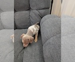 Small Photo #4 Chiweenie Puppy For Sale in CAMANO ISLAND, WA, USA