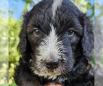 Image preview for Ad Listing. Nickname: Snoopy