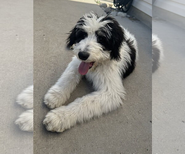 Medium Photo #9 Bernese Mountain Dog-Unknown Mix Puppy For Sale in Sandy, UT, USA