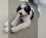 Small #8 Bernese Mountain Dog Mix