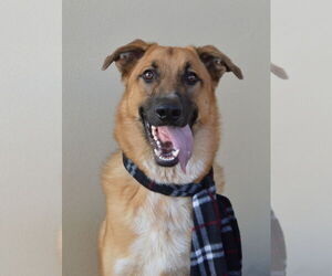German Shepherd Dog-Unknown Mix Dogs for adoption in McKinney, TX, USA