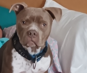 Father of the American Pit Bull Terrier-Australian Cattle Dog Mix puppies born on 11/23/2025