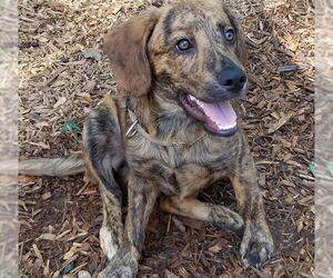 Mutt Dogs for adoption in Wedowee, AL, USA