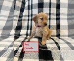 Puppy Red Golden Retriever