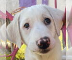 Small #1 Great Pyrenees Mix