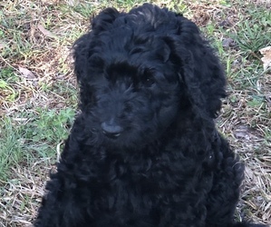 Labradoodle Puppy for sale in CENTRAL, SC, USA