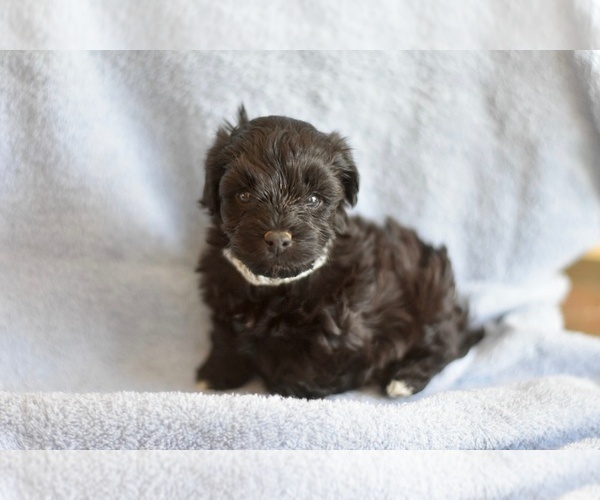 Medium Photo #1 Havanese-Poodle (Toy) Mix Puppy For Sale in ARCADIA, FL, USA