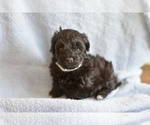 Small Photo #1 Havanese-Poodle (Toy) Mix Puppy For Sale in ARCADIA, FL, USA