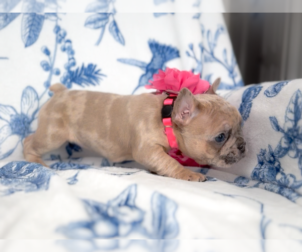 Medium Photo #5 French Bulldog Puppy For Sale in NEWARK, TX, USA