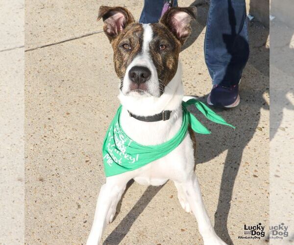 Medium Photo #7 Mutt Puppy For Sale in Washington, DC, USA