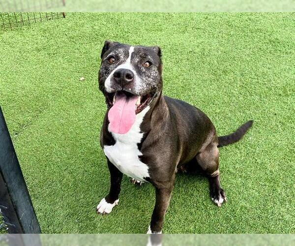 Medium Photo #2 Mutt Puppy For Sale in Orange, CA, USA